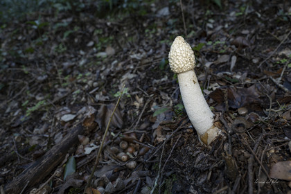 mushroom