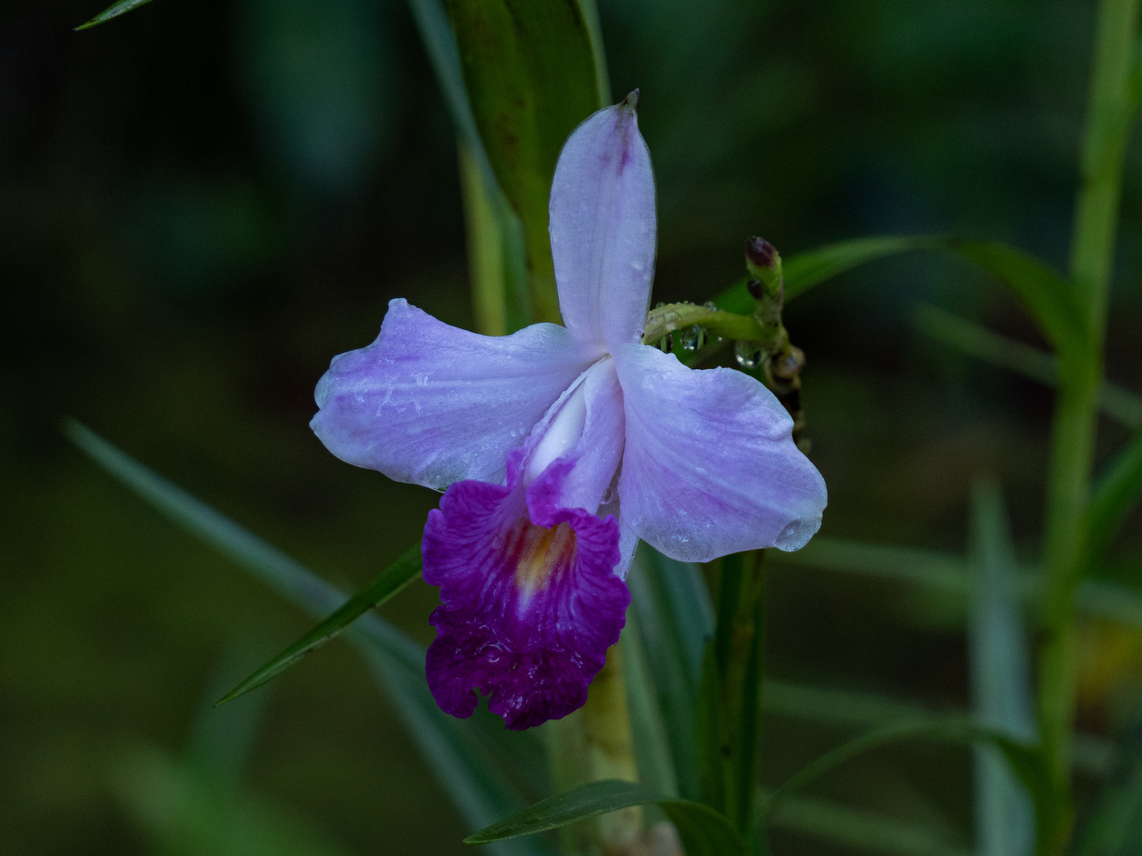 Orchidée bambou   Arundina graminifolia