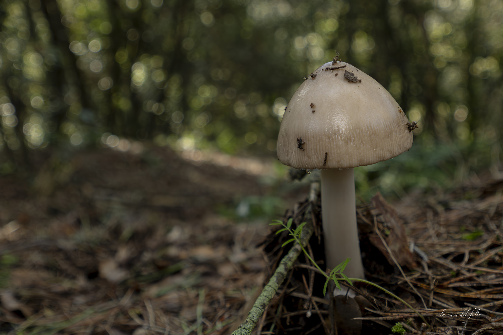 mushroom