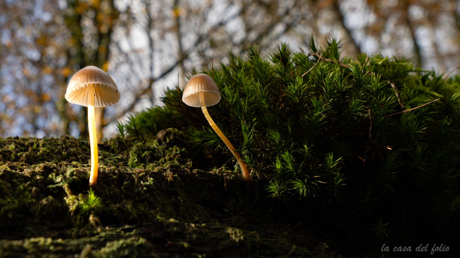 Champignon; Mushroom