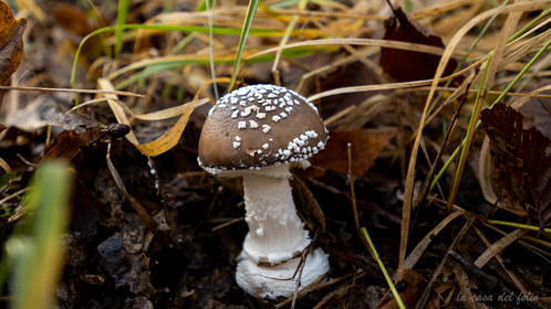 Champignon; Mushroom