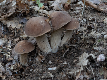 Champignon; Mushroom