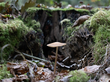 Champignon; Mushroom