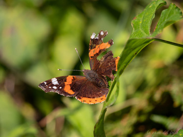 Papillon