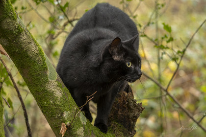 Chat en forêt