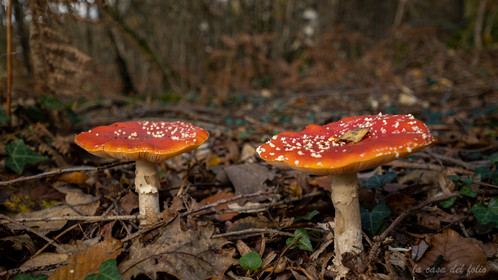 Champignon; Mushroom