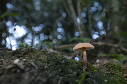 mushroom