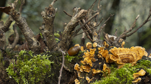 mushroom