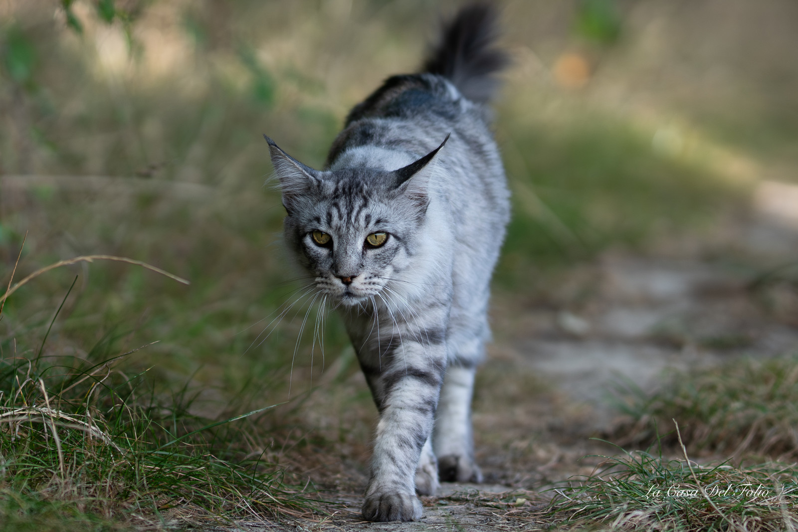 Les Chats