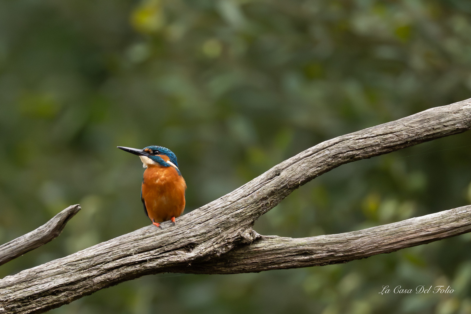 Kingfisher