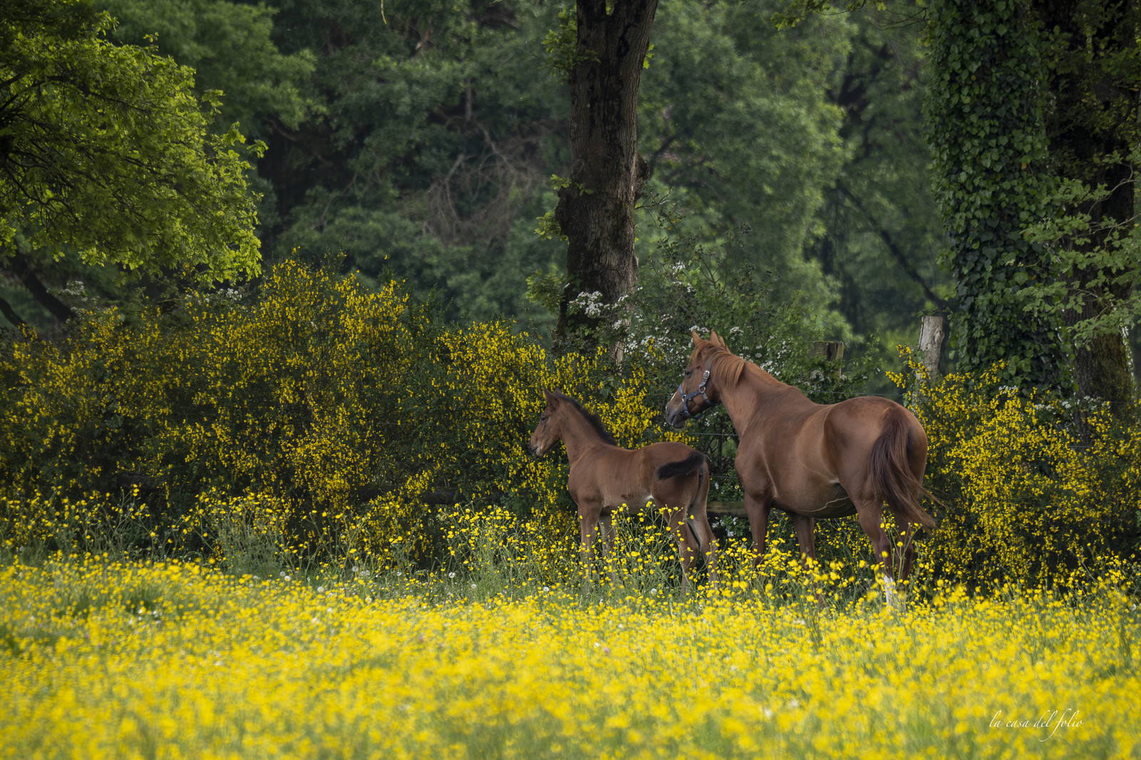 Le printemps
