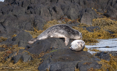 Phoques d'Islande
