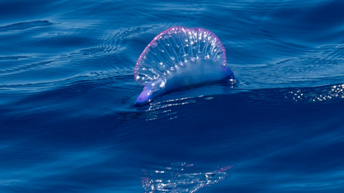 La Galère portugaise, Physalie ou Vessie de mer