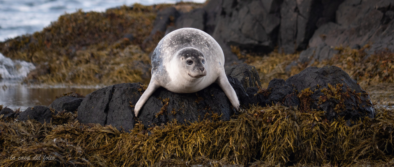 Phoques d'Islande