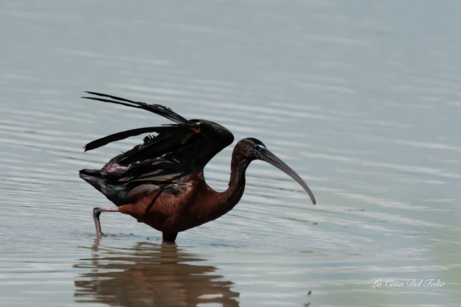 Ibis falcinelle