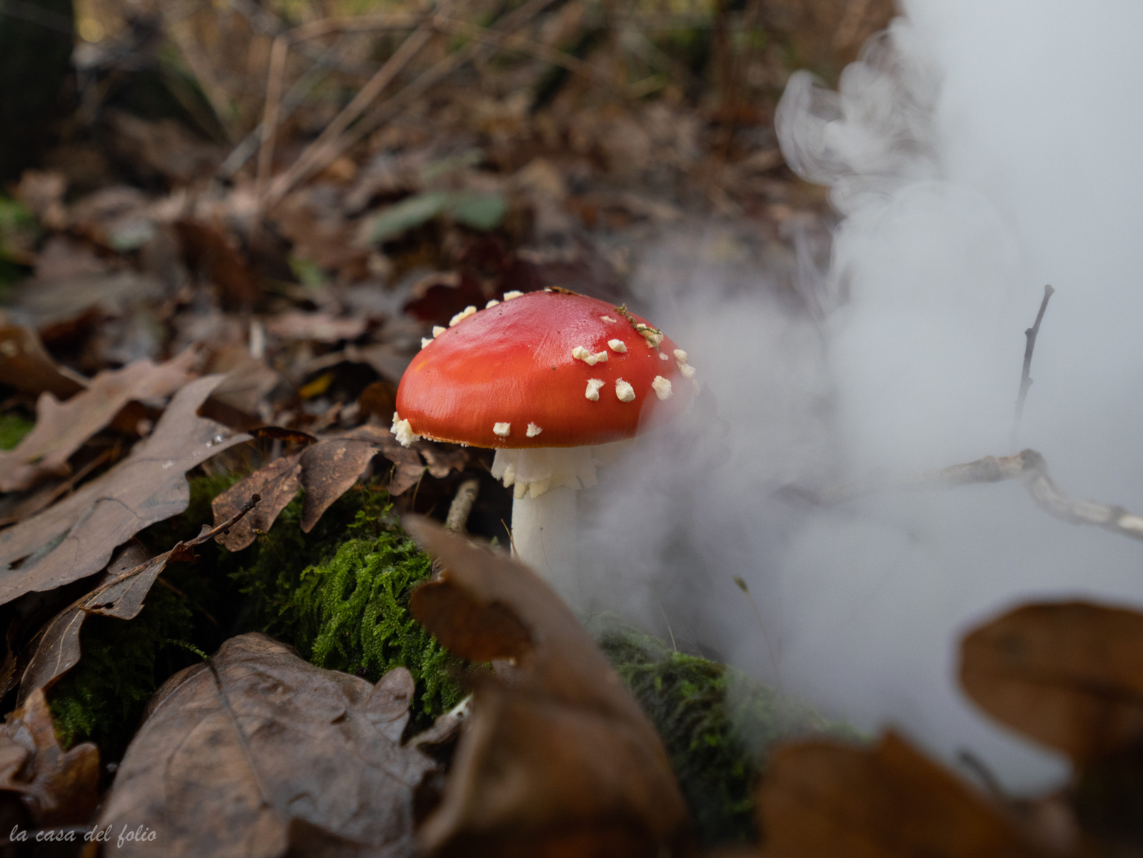 Champignon; Mushroom