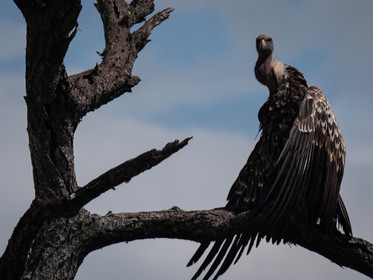 Vautour de Tanzanie