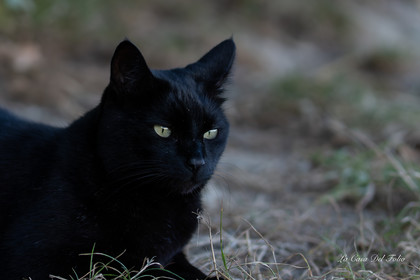 Les Chats