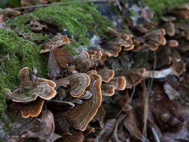Champignon; Mushroom