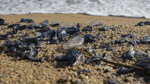 Velella velella