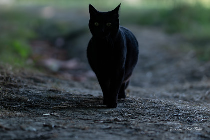 Les Chats