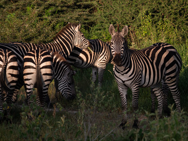 Zèbre de Tanzanie