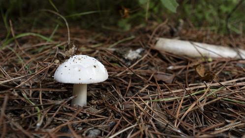 Champignon