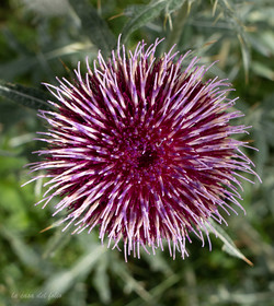 Cirse laineux