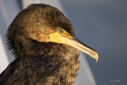 Green-eyeds Cormoran