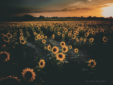 Les Tournesols