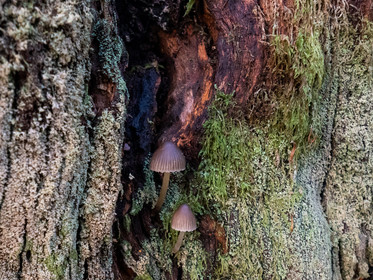 Champignon; Mushroom