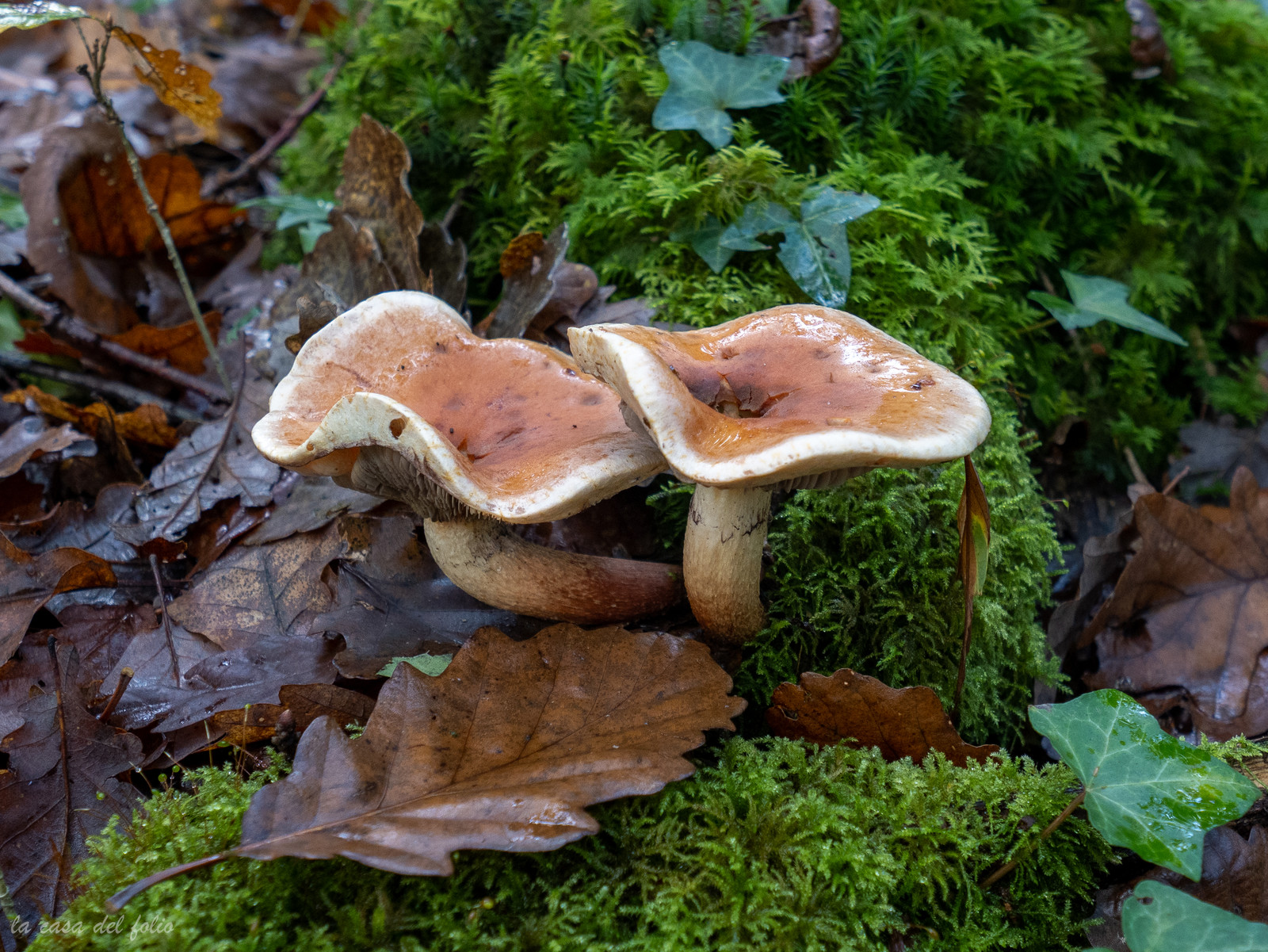 Champignon; Mushroom