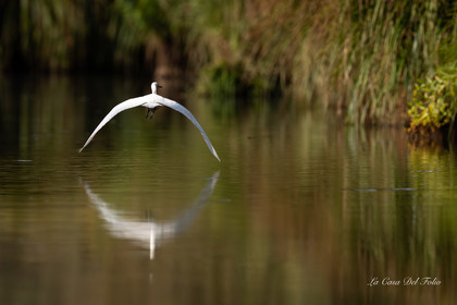 Aigrette garzette, Parc de la Brière