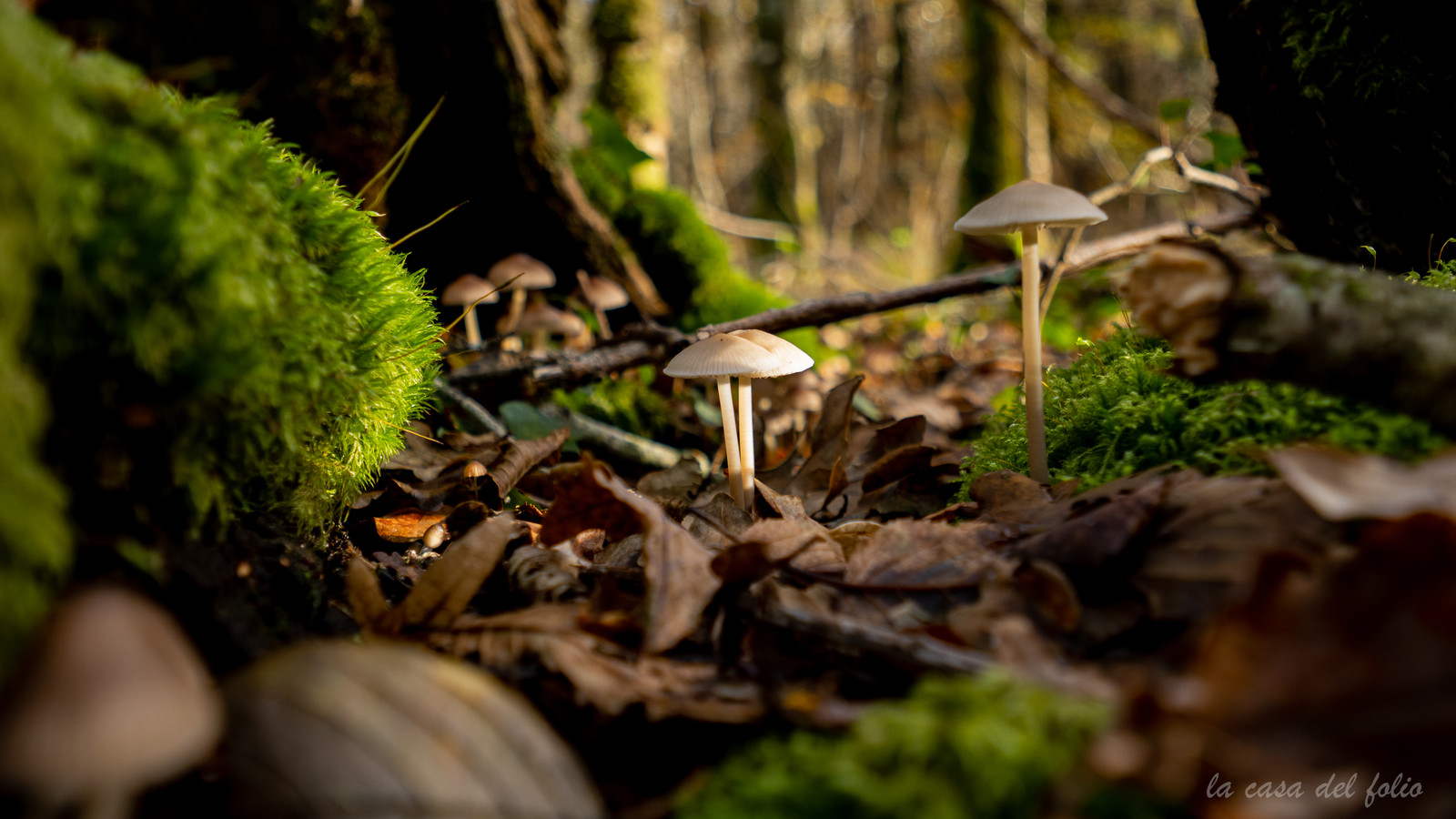 Champignon; Mushroom