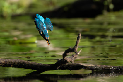 Kingfisher- Le Gesvres