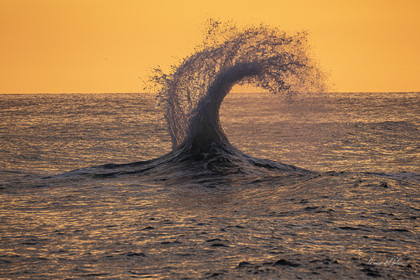 waves in the golden hour