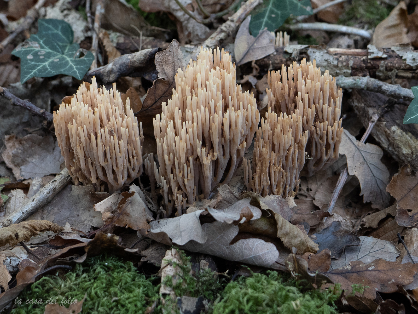Champignon; Mushroom
