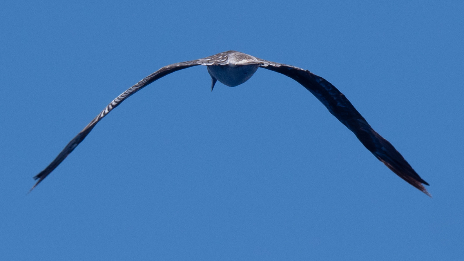 p1424840.jpg