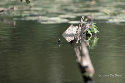 Le Gesvres, La Chapelle-sur-Erdre