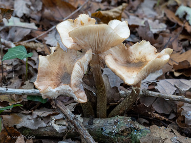 Champignon; Mushroom