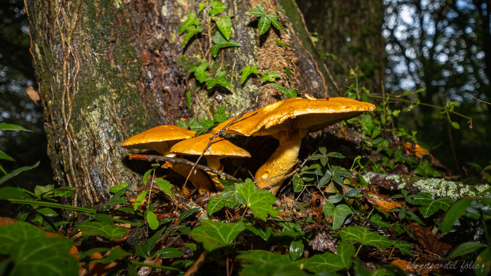 p1123502.jpg
