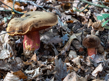 Champignon; Mushroom
