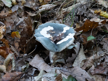 Champignon; Mushroom