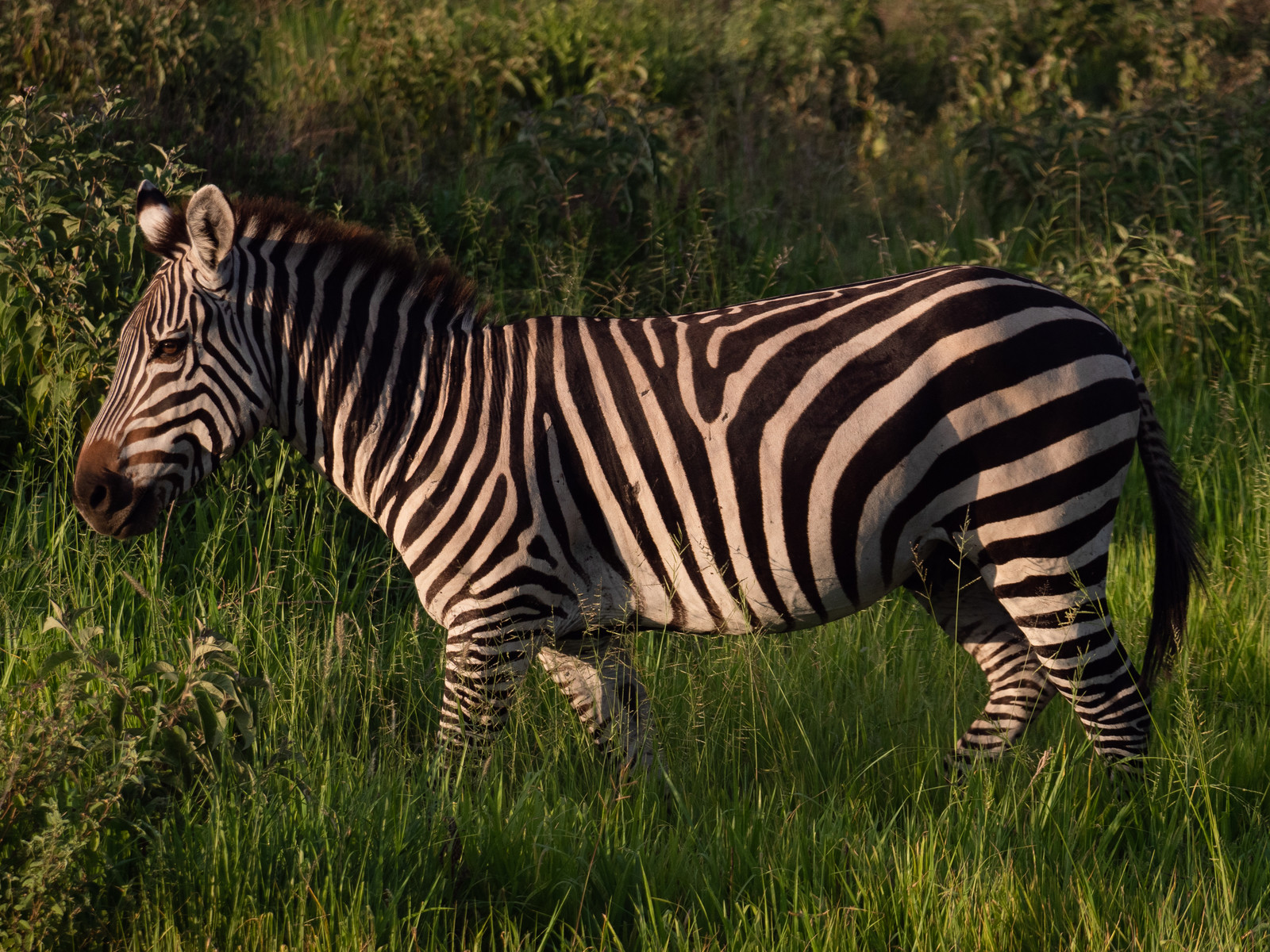 Zèbre de Tanzanie