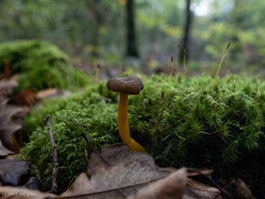 Champignon; Mushroom