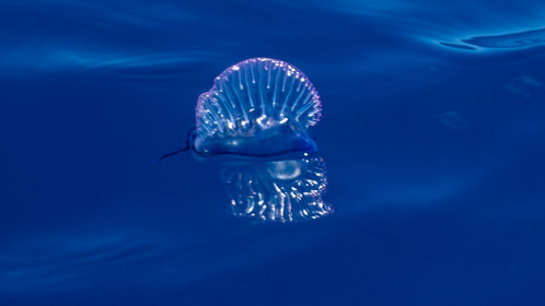 La Galère portugaise, Physalie ou Vessie de mer