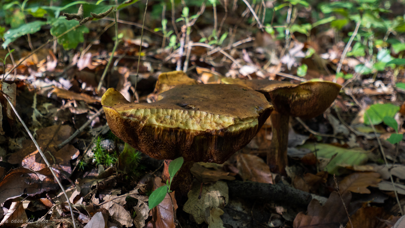 Champignon; Mushroom