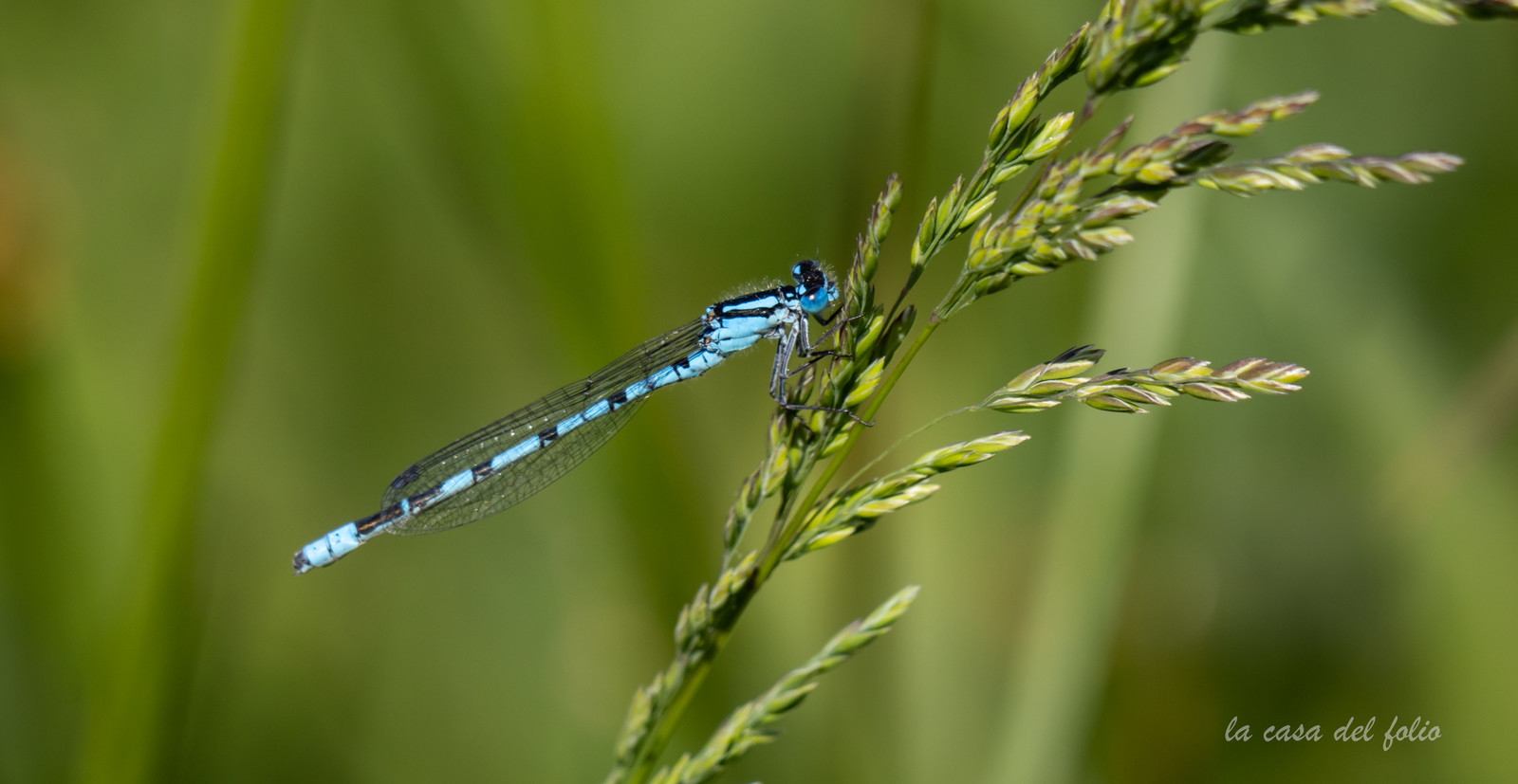 Libellule Bleue