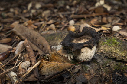 mushroom