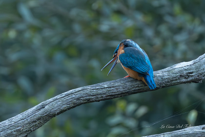 Kingfisher- Le Gesvres